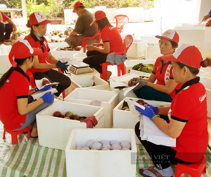 Sóc Trăng: Thứ trái đặc sản xanh cắn chát xít, chín ăn ngọt lừ, nông dân bắt tay nhau bán sang Mỹ