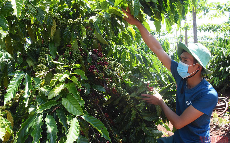 Giá cà-phê Arabica tăng cao, giá các mặt hàng kim loại giảm