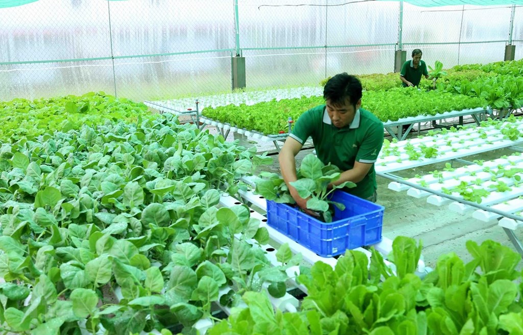 Chuyển đổi số trong nông nghiệp khắc phục sản xuất manh mún, nhỏ lẻ và thiếu liên kết