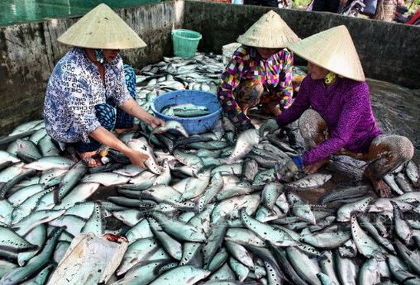 Kiên Giang nuôi trồng thủy sản theo hướng sản xuất hàng hóa