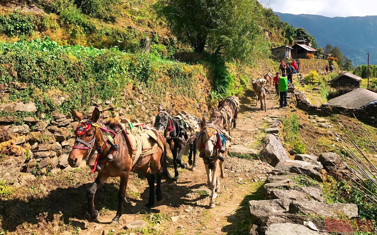 Sắc thu rực rỡ ở Nepal