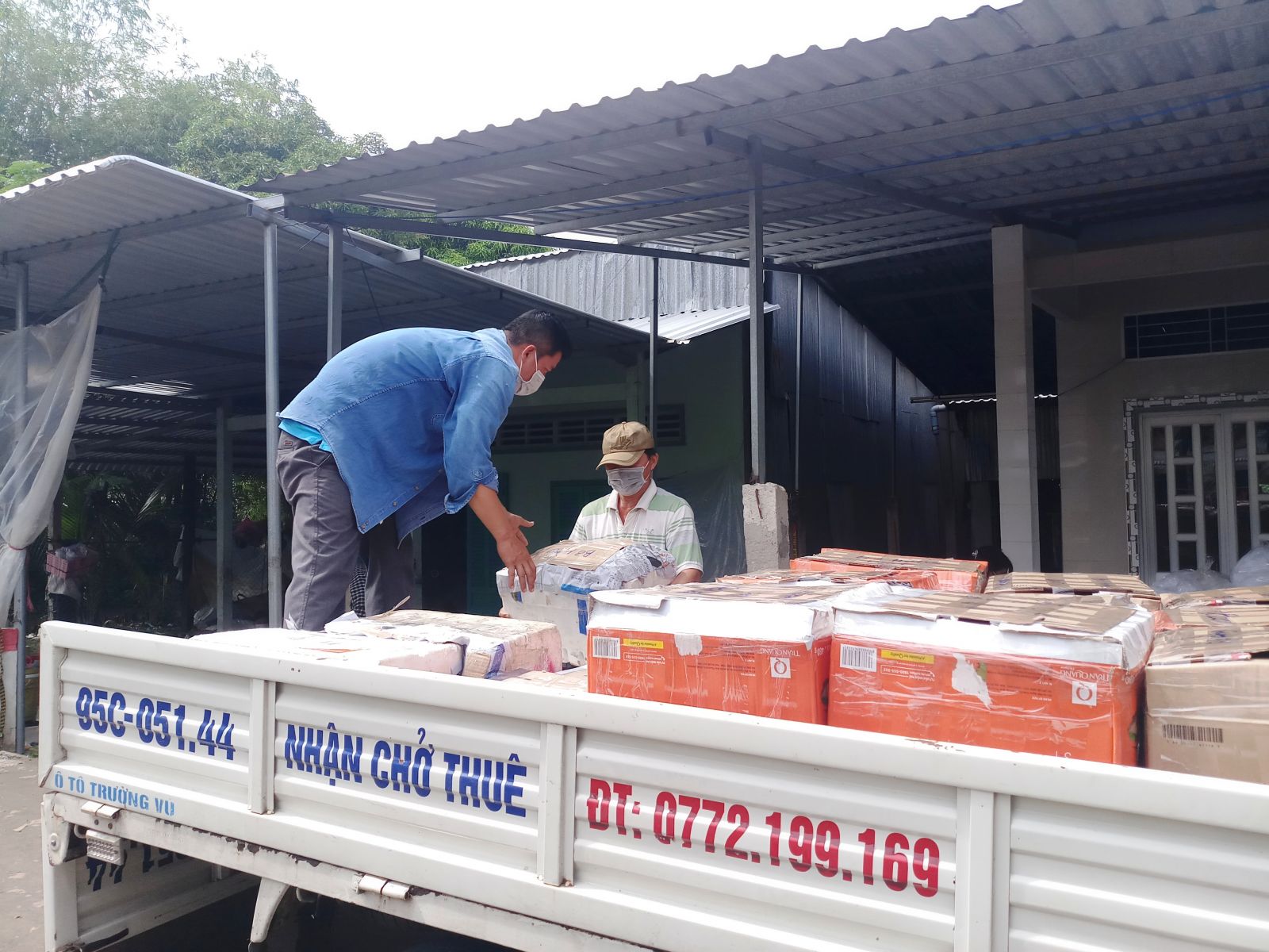 Hối hả hái thứ trái đặc sản "chứa đầy sữa", gặp dịch Covid-19 giá bán giảm, nông dân Cần Thơ vẫn có lời nhiều