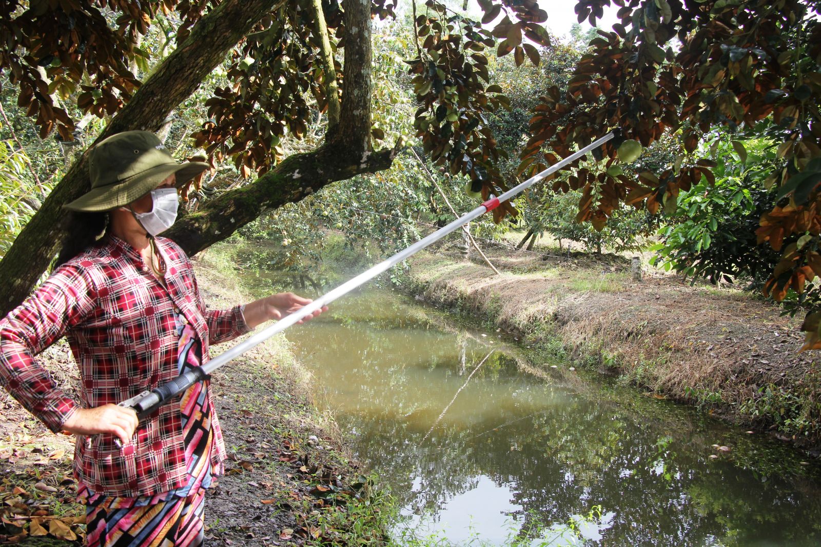 Hối hả hái thứ trái đặc sản "chứa đầy sữa", gặp dịch Covid-19 giá bán giảm, nông dân Cần Thơ vẫn có lời nhiều
