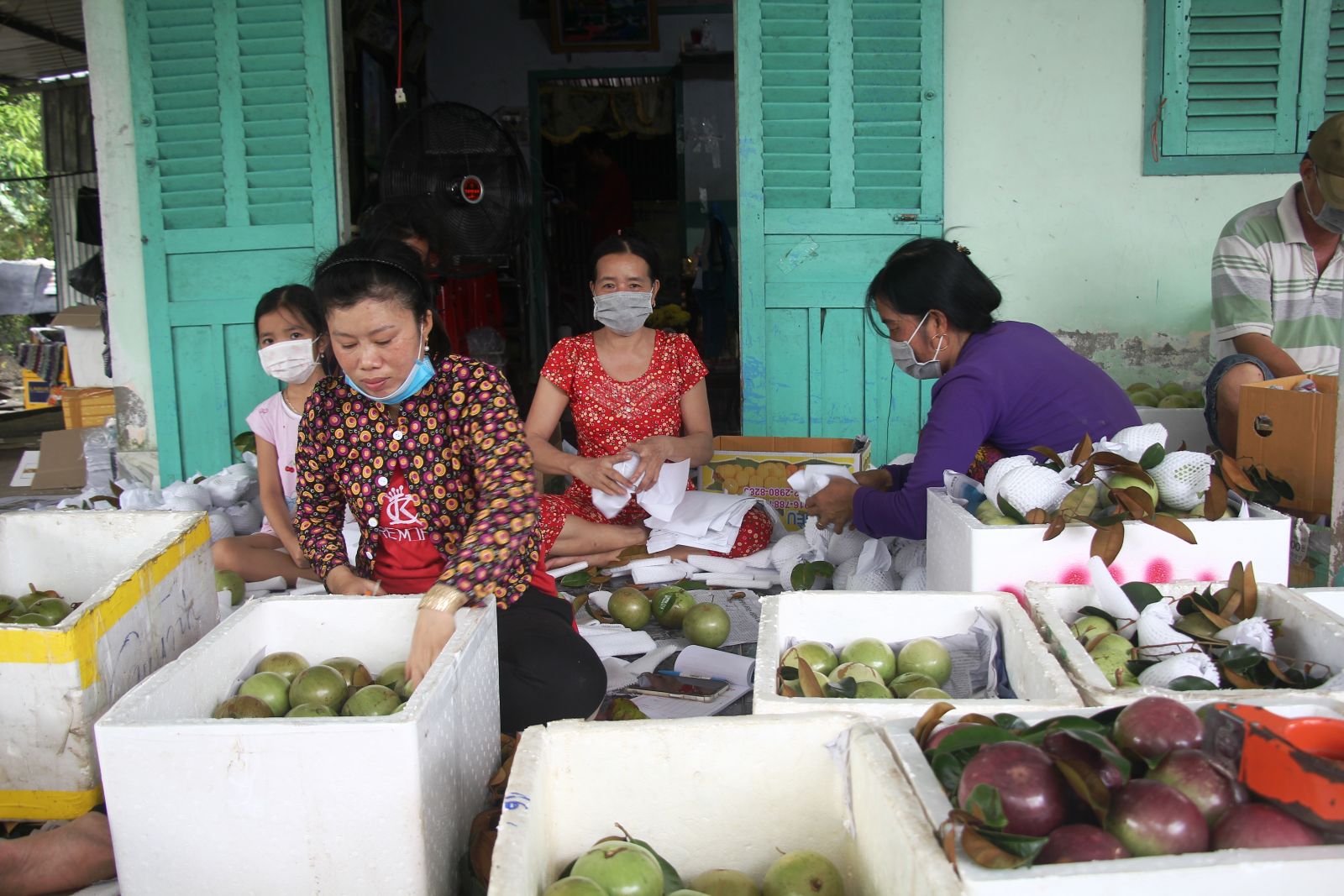 Hối hả hái thứ trái đặc sản "chứa đầy sữa", gặp dịch Covid-19 giá bán giảm, nông dân Cần Thơ vẫn có lời nhiều