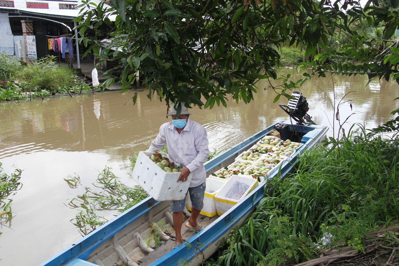 Hối hả hái thứ trái đặc sản "chứa đầy sữa", gặp dịch Covid-19 giá bán giảm, nông dân Cần Thơ vẫn có lời nhiều