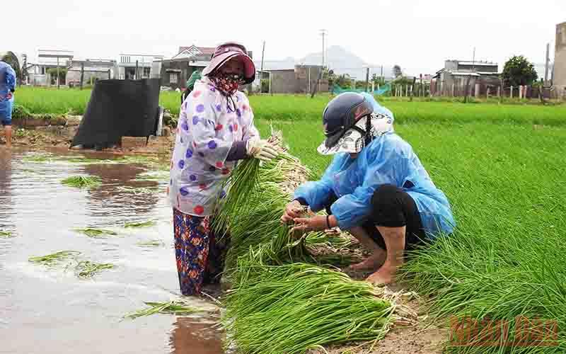 Nông dân Ninh Thuận mất trắng vụ hành tím
