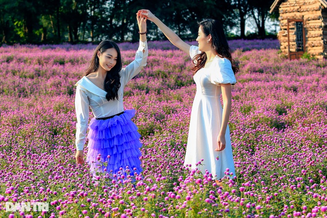 Lạc vào cánh đồng hoa tím lịm như trời Âu ở Hà Nội