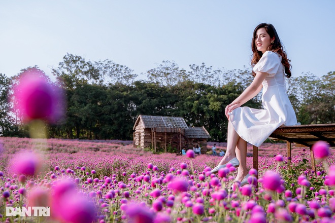 Lạc vào cánh đồng hoa tím lịm như trời Âu ở Hà Nội