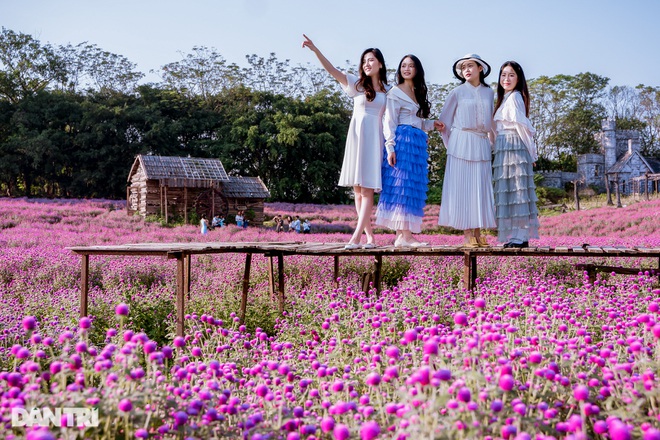Lạc vào cánh đồng hoa tím lịm như trời Âu ở Hà Nội