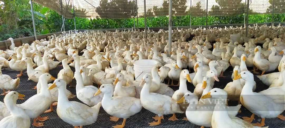 Giá gia cầm hôm nay 2-12: Nông dân Việt Nam xuất sắc 2021 bày cách nuôi gà hiệu quả, dễ bán