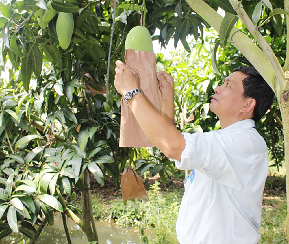An Giang hỗ trợ phát triển sản xuất gắn với mô hình nông nghiệp ứng dụng công nghệ cao