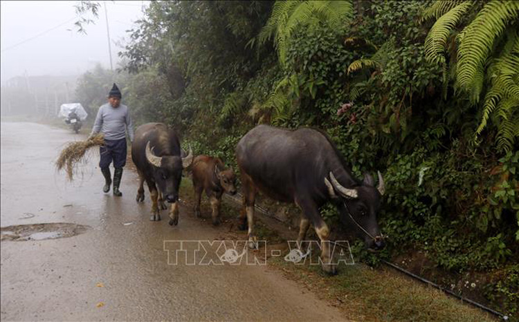 Thời tiết ngày 3-12: Bắc Bộ và Trung Bộ tiếp tục rét đậm, có thể xuất hiện sương muối