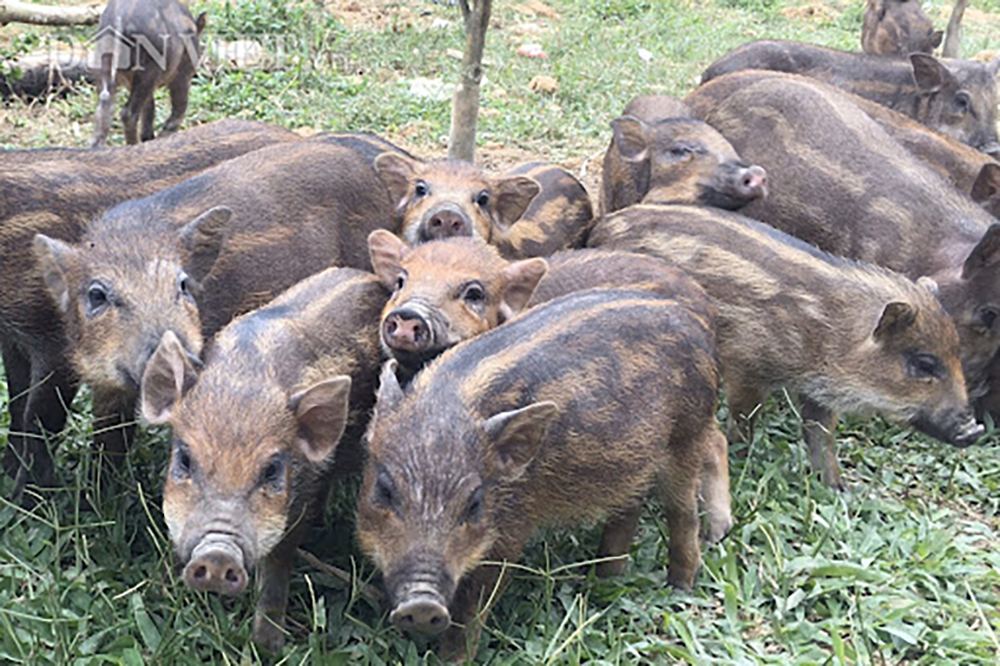 Lợn rừng  Wikipedia tiếng Việt