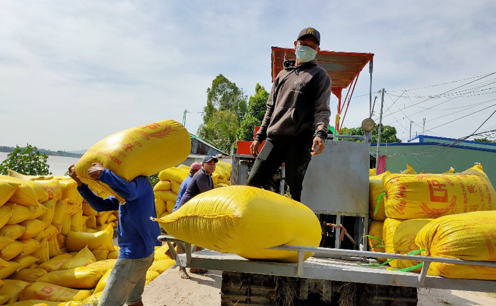 Phú Tân kêu gọi doanh nghiệp và nông dân tham gia liên kết tiêu thụ lúa, nếp
