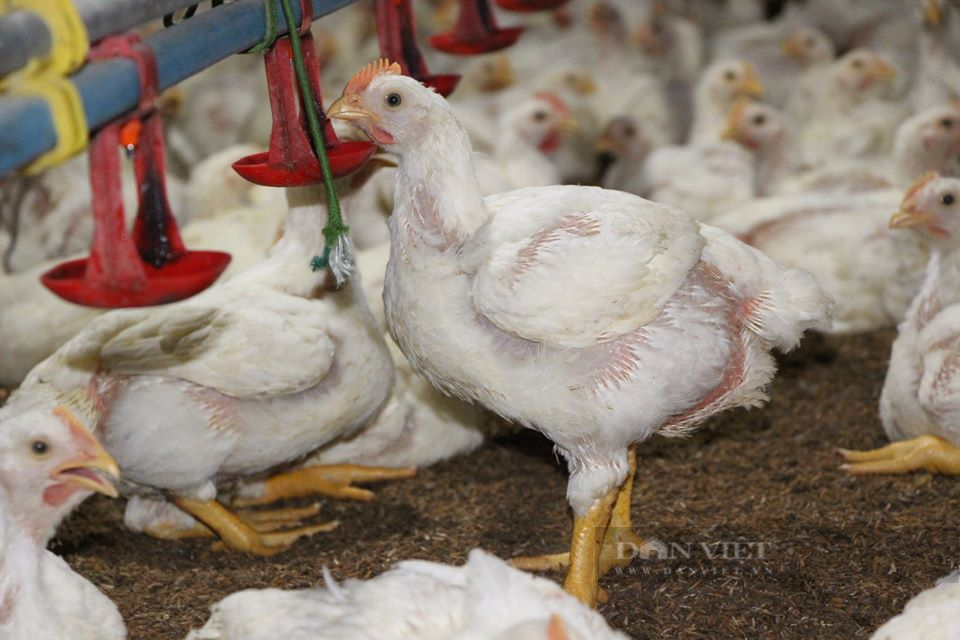 Giá gia cầm hôm nay 5-12: Giá gà công nghiệp miền Bắc "đuổi kịp" giá gà miền Nam, giá vịt đi ngang