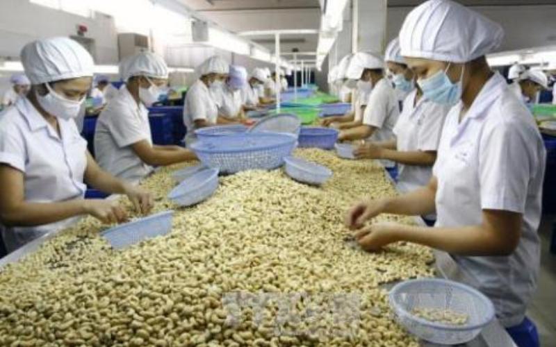 Hạt điều Việt Nam có nhiều triển vọng tại thị trường Đức