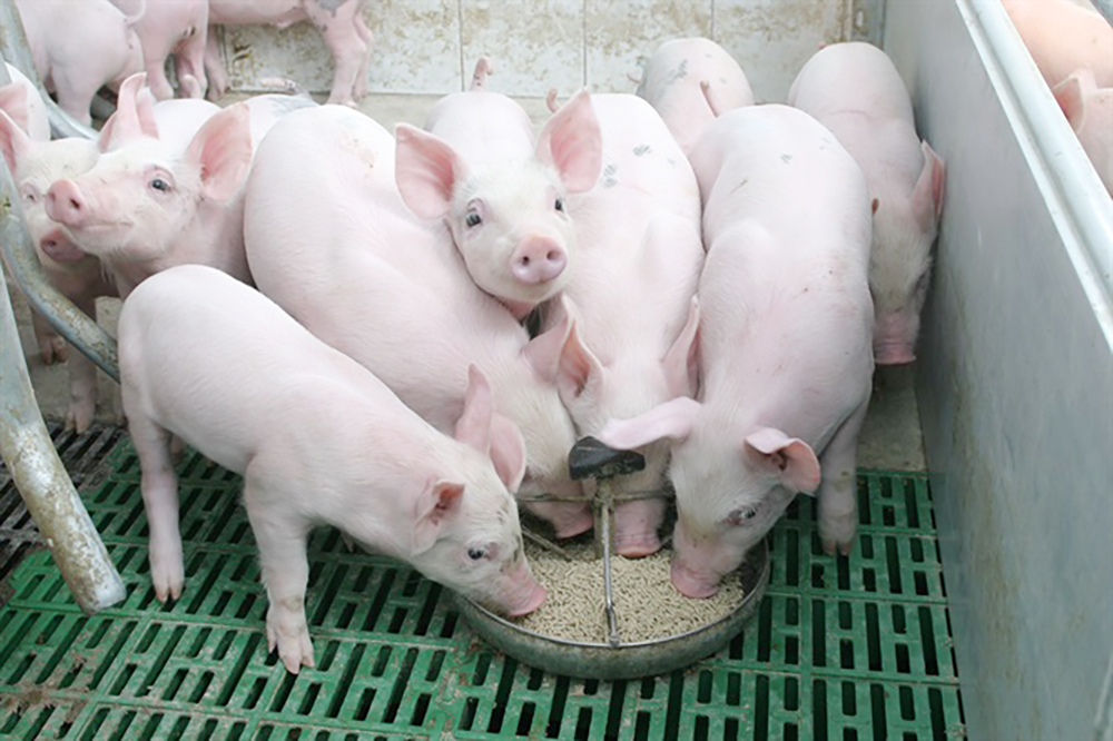 Khó khăn tái đàn heo bán Tết