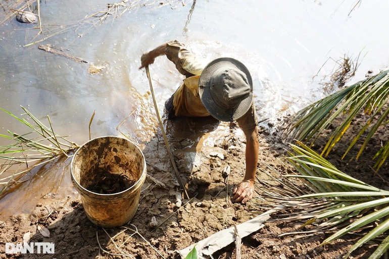 Lão nông miền Tây tiết lộ bí quyết bắt con đặc sản trứ danh