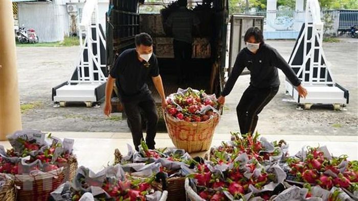 Tuổi trẻ Cần Thơ hỗ trợ nông dân tiêu thụ 5 tấn thanh long ruột đỏ