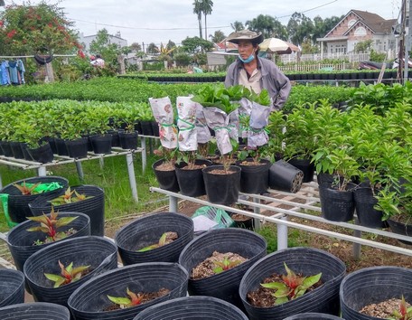 Làng hoa Sa Đéc "bình thường mới" đón Tết
