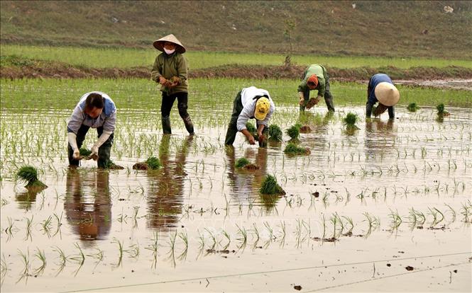 Gần 38% diện tích đã có nước cho vụ Đông Xuân