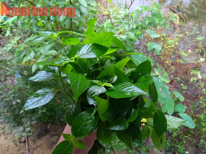 Độc đáo mắm ruộng của người Tày