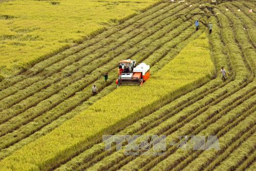 Thích ứng linh hoạt để phục hồi và phát triển nông nghiệp