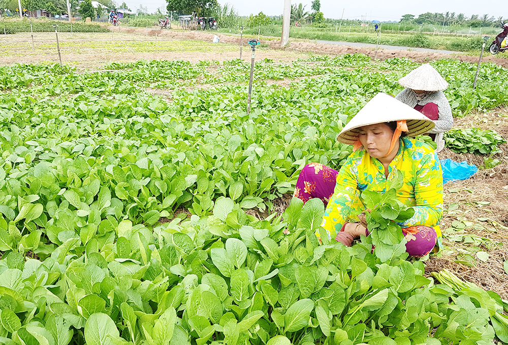 Dòng vi khuẩn sinh hoạt tính diệt sâu