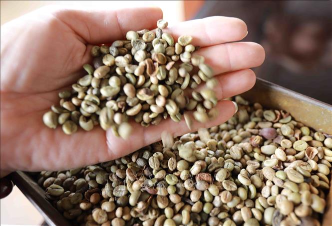 Thị trường nông sản tuần qua: Giá lúa tiếp tục ổn định