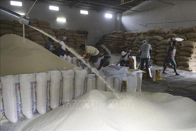Thị trường nông sản tuần qua: Giá lúa tiếp tục ổn định