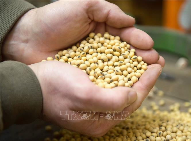 Thị trường nông sản tuần qua: Giá lúa tiếp tục ổn định