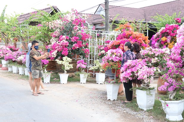'Vương quốc hoa kiểng' Chợ Lách hấp dẫn du khách dịp cuối năm