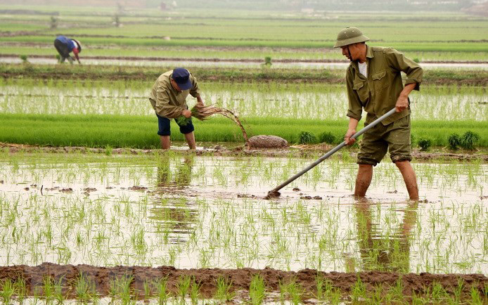 Các địa phương tập trung lấy nước gieo cấy vụ lúa đông xuân