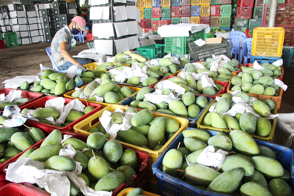 Chợ Mới phát huy tiềm năng, thế mạnh rau màu, cây ăn trái