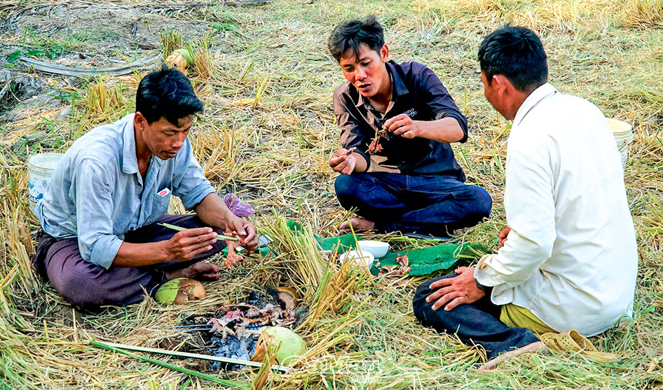 Giậm cù bắt chuột
