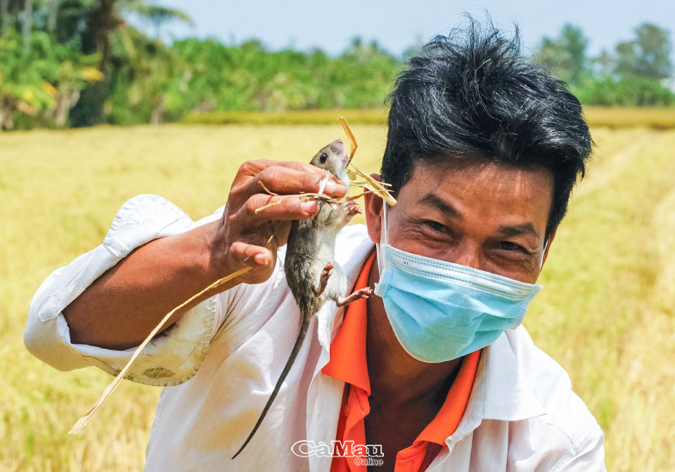 Giậm cù bắt chuột