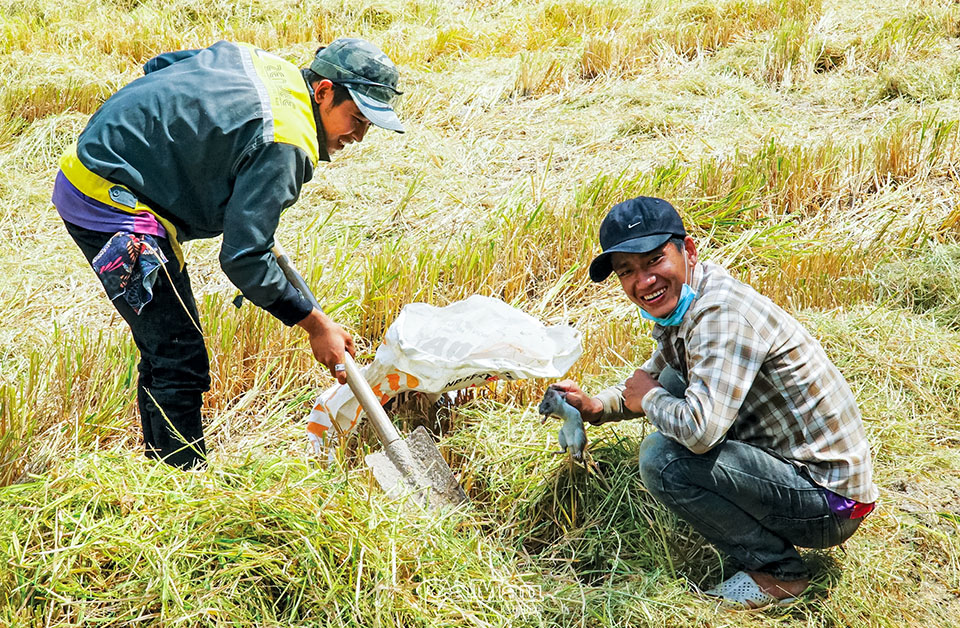 Giậm cù bắt chuột