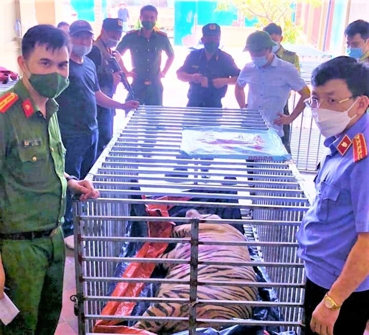 Người đàn ông nuôi nhốt 14 con hổ trong hầm nhà bị phạt 7 năm tù