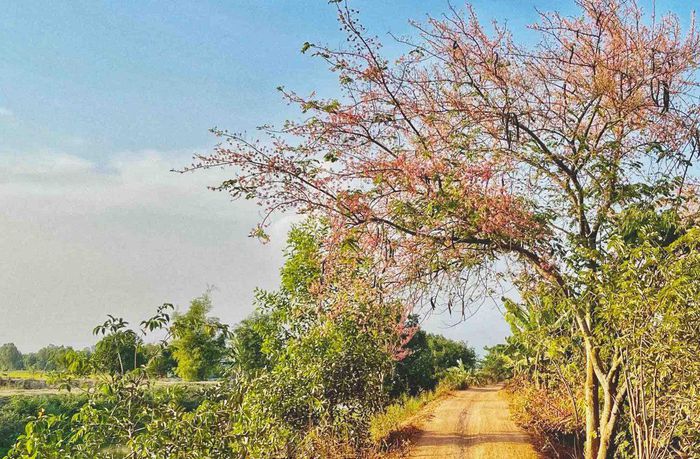 Ngắm 'hoa anh đào miền Tây' khoe sắc