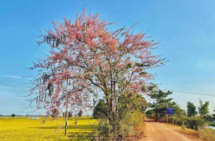 Ngắm 'hoa anh đào miền Tây' khoe sắc