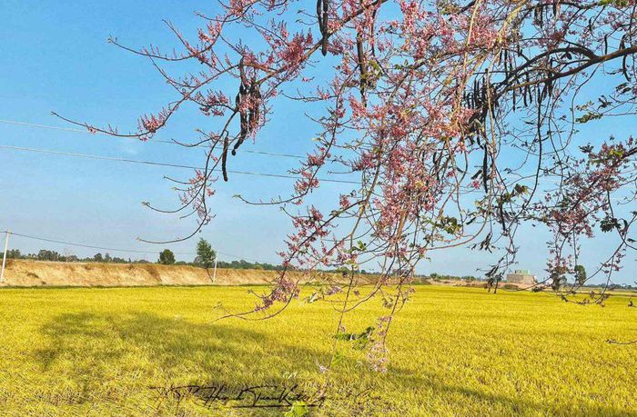 Ngắm 'hoa anh đào miền Tây' khoe sắc
