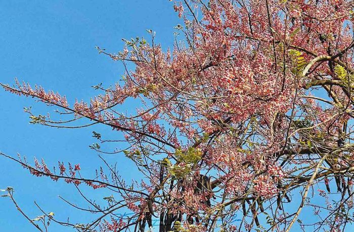 Ngắm 'hoa anh đào miền Tây' khoe sắc