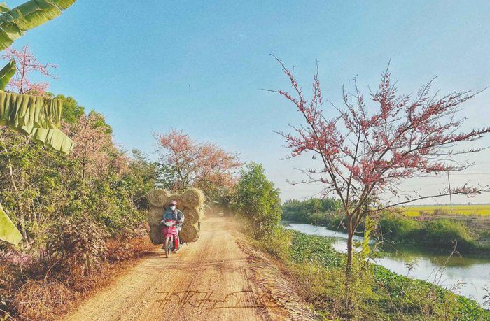 Ngắm 'hoa anh đào miền Tây' khoe sắc