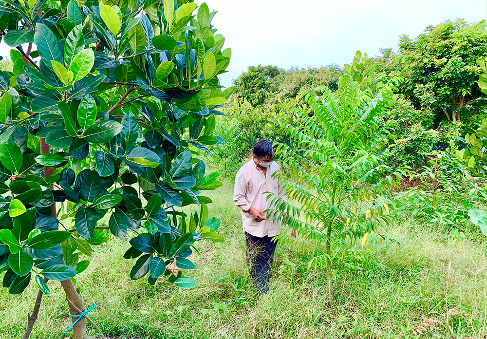 Làm giàu cùng mô hình trồng cây ăn quả đạt hiệu quả cao nhất