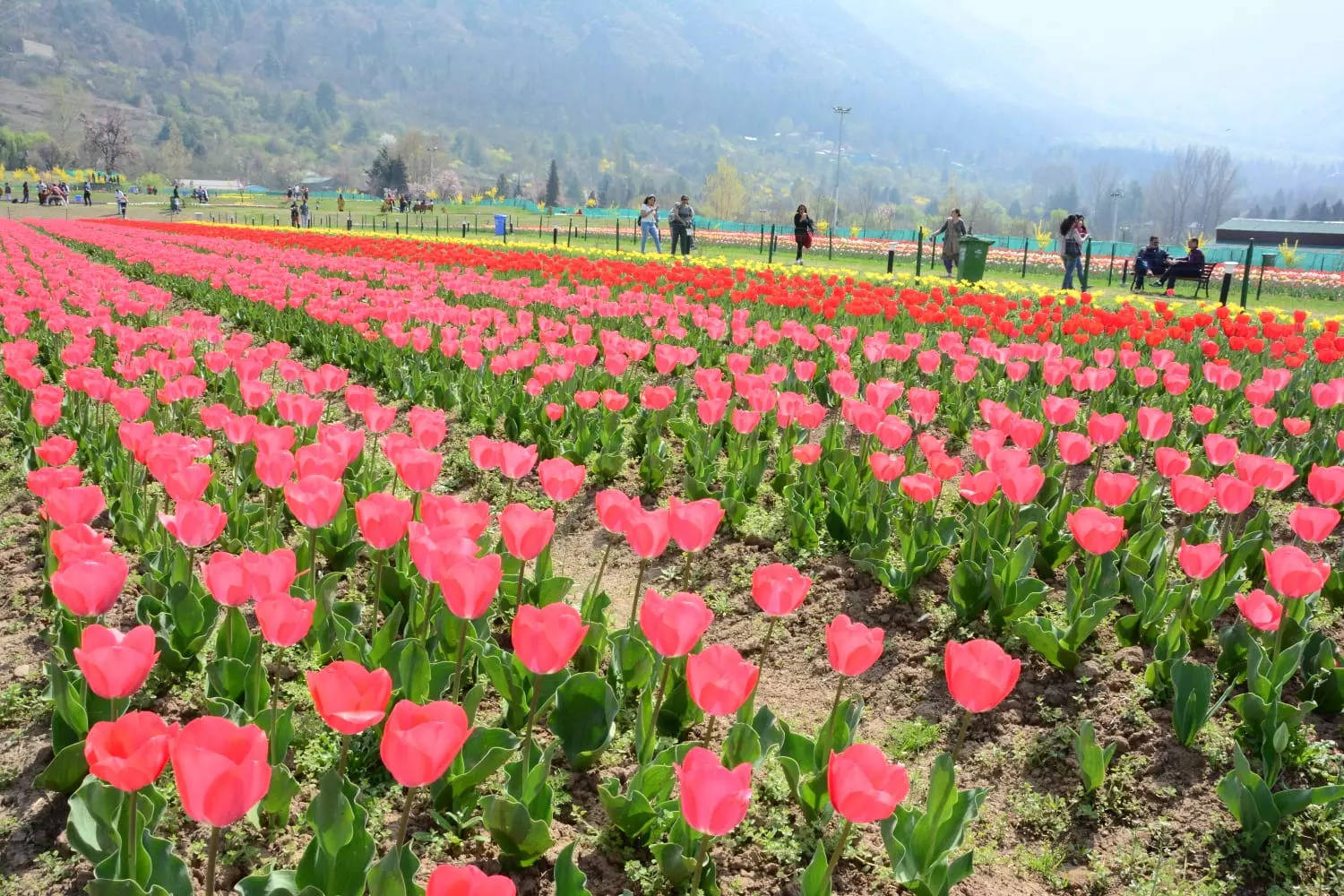 Vườn hoa tulip lớn nhất châu Á chính là nơi mà bạn có thể tìm thấy hàng triệu đóa hoa tulip với sắc màu và hình dáng đa dạng. Bạn sẽ được trải nghiệm cảm giác thú vị khi đi dạo trong vườn hoa rộng lớn này và ngắm nhìn những đám hoa tuyệt đẹp được bày trí tinh tế.