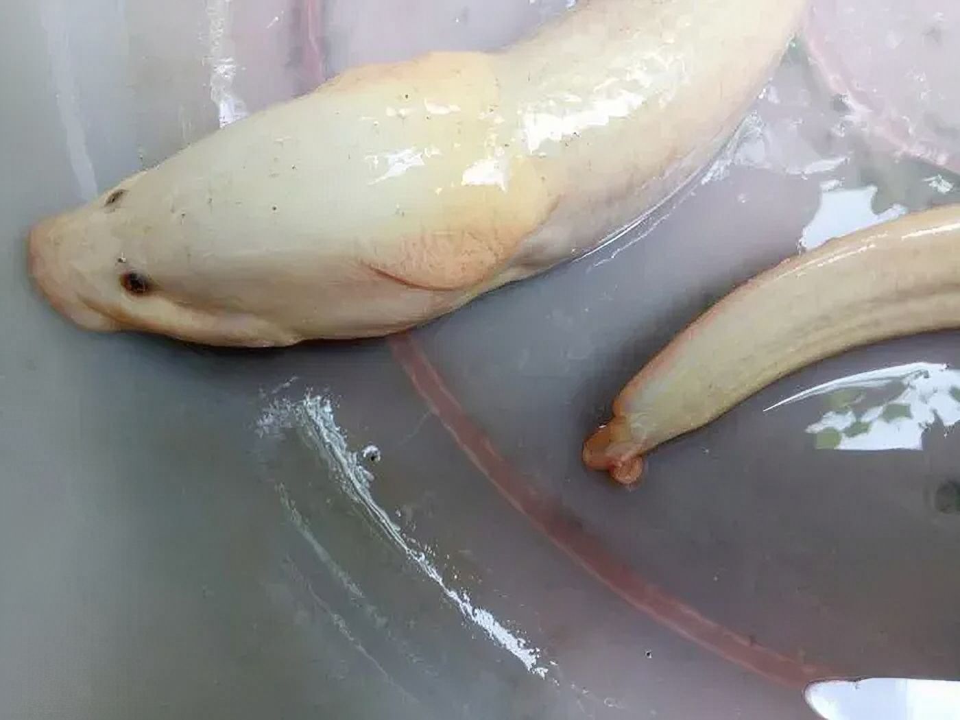Cà Mau: Lão nông sở hữu con lươn có màu rất lạ