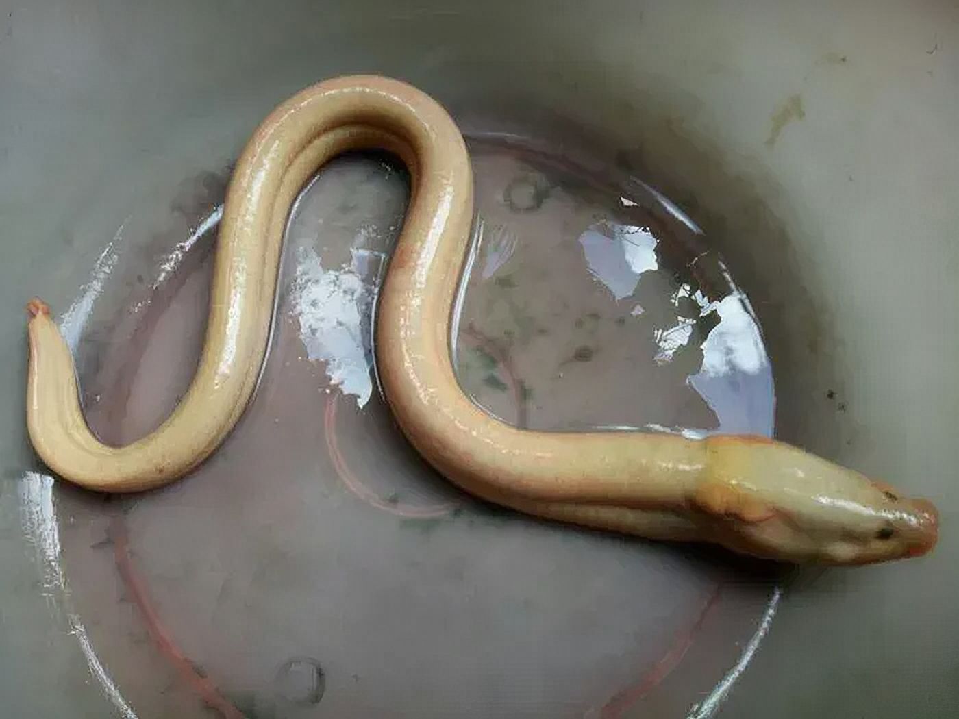 Cà Mau: Lão nông sở hữu con lươn có màu rất lạ - Tin tức miền Tây