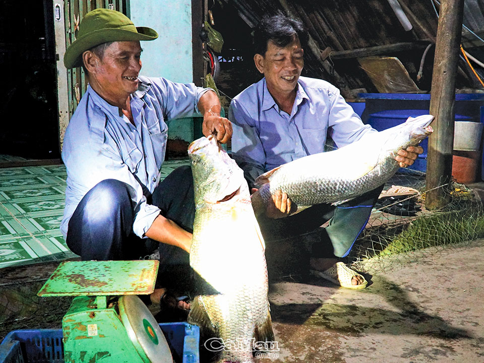 “Săn” cá chẽm ở Hòn Ðá Bạc