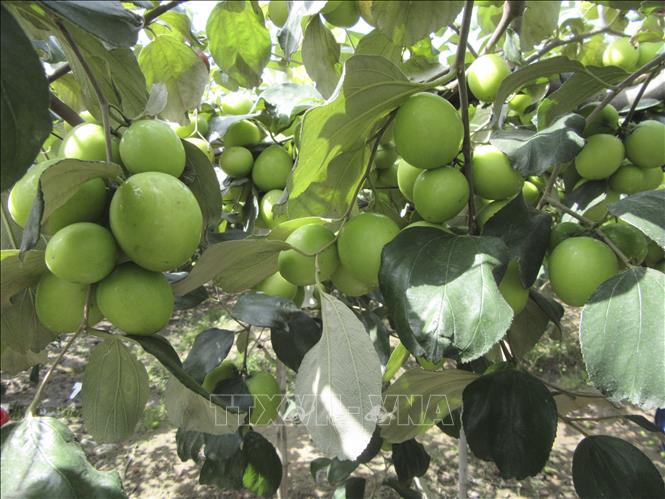 Táo được giá cao, nông dân phấn khởi thu hoạch