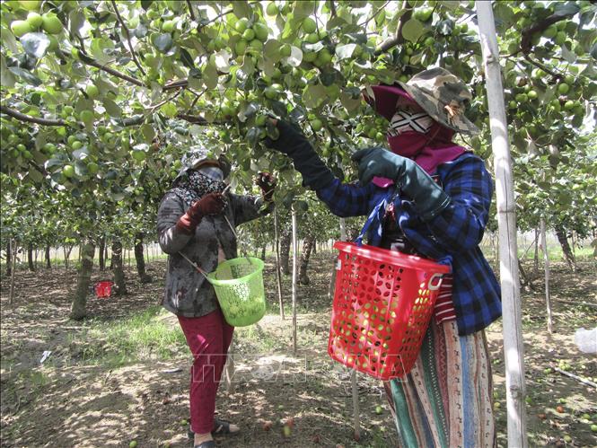 Táo được giá cao, nông dân phấn khởi thu hoạch
